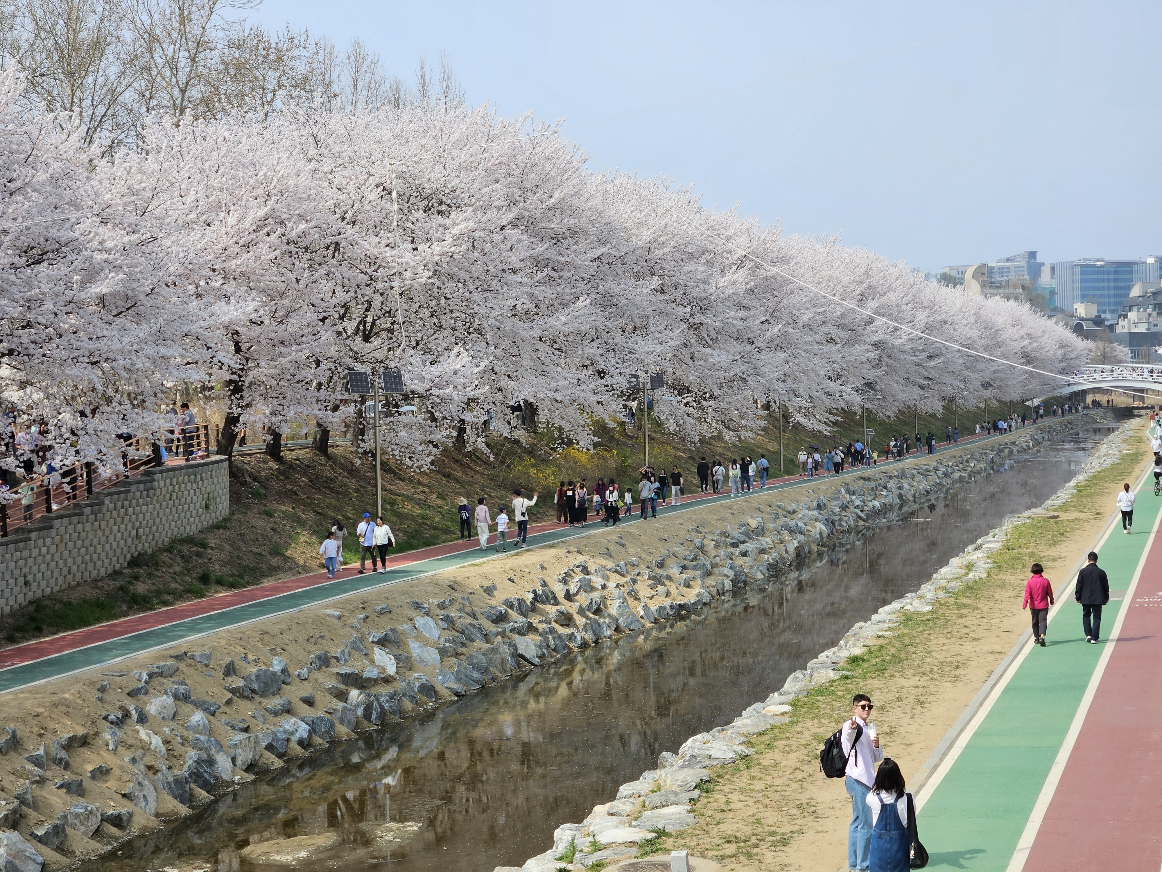 Cherry blossom in Seoul South Korea